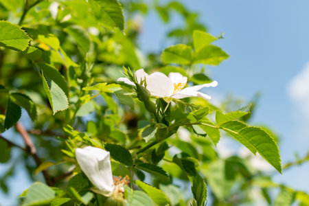 Zurich, Switzerland, May 22, 2023 Dog rose or Rosa Canina at the botanical gardenの写真素材