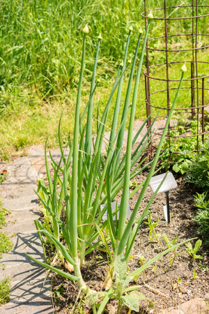 Zurich, Switzerland, May 22, 2023 Bulb onion or Allium Cepa at the botanical gardenの写真素材