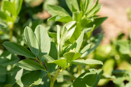 Zurich, Switzerland, May 22, 2023 Faba bean or Vicia Faba at the botanical gardenの写真素材
