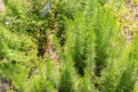 Zurich, Switzerland, May 22, 2023 Pheasants eye or Adonis Vernalis plant at the botanical gardenの写真素材
