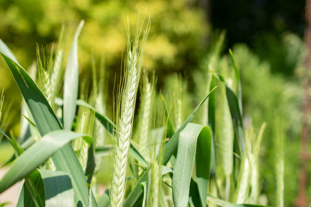 Zurich, Switzerland, May 22, 2023 Pasta wheat or Triticum Durum plant at the botanical gardenの写真素材