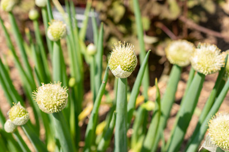 Zurich, Switzerland, May 22, 2023 Bunching onion or Allium Fistulosum at the botanical gardenの写真素材