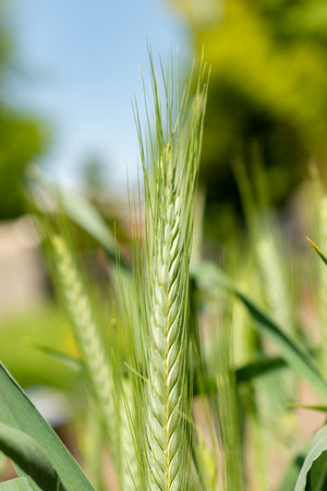 Zurich, Switzerland, May 22, 2023 Pasta wheat or Triticum Durum plant at the botanical gardenの写真素材