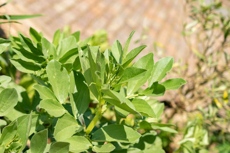 Zurich, Switzerland, May 22, 2023 Faba bean or Vicia Faba at the botanical gardenの写真素材