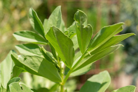 Zurich, Switzerland, May 22, 2023 Faba bean or Vicia Faba at the botanical gardenの写真素材