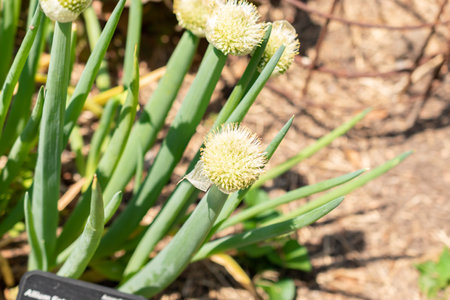 Zurich, Switzerland, May 22, 2023 Bunching onion or Allium Fistulosum at the botanical gardenの写真素材