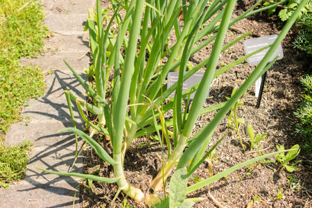 Zurich, Switzerland, May 22, 2023 Bulb onion or Allium Cepa at the botanical gardenの写真素材