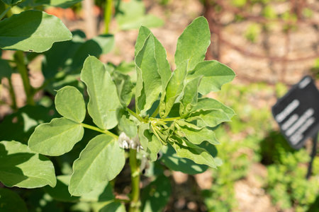 Zurich, Switzerland, May 22, 2023 Faba bean or Vicia Faba at the botanical gardenの写真素材