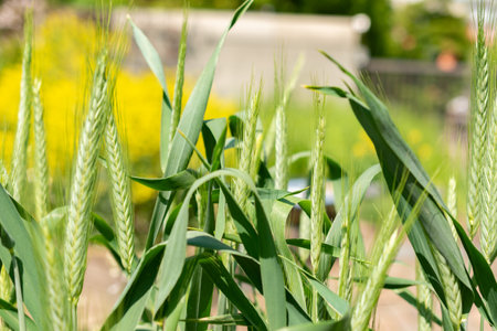 Zurich, Switzerland, May 22, 2023 Pasta wheat or Triticum Durum plant at the botanical gardenの写真素材