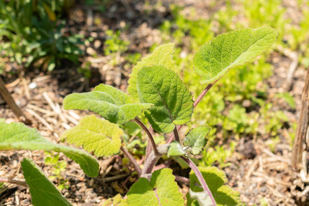 Zurich, Switzerland, May 22, 2023 Salvia leaves at the botanical gardenの写真素材
