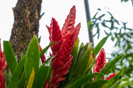 Zurich, Switzerland, May 22, 2023 Tillandsia Guatemalensis plant at the botanical gardenの写真素材