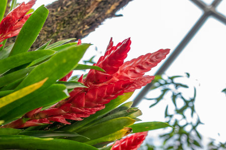 Zurich, Switzerland, May 22, 2023 Tillandsia Guatemalensis plant at the botanical gardenの写真素材