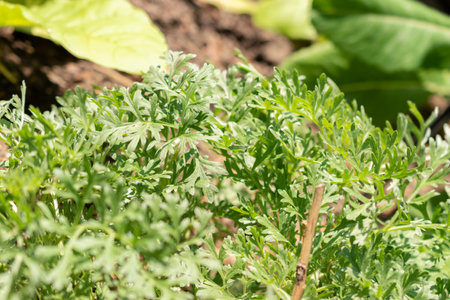 Zurich, Switzerland, May 22, 2023 Grand wormwood plant or Artemisia Absinthium at the botanical gardenの写真素材