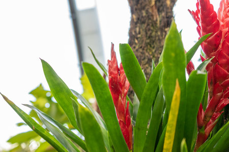 Zurich, Switzerland, May 22, 2023 Tillandsia Guatemalensis plant at the botanical gardenの写真素材