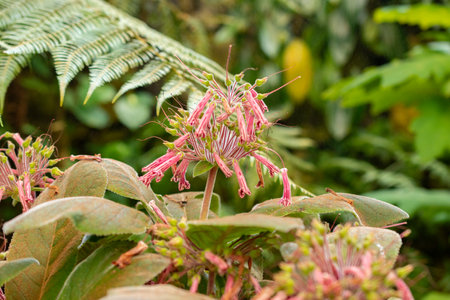 Zurich, Switzerland, May 22, 2023 Sinningia plant at the botanical gardenの写真素材
