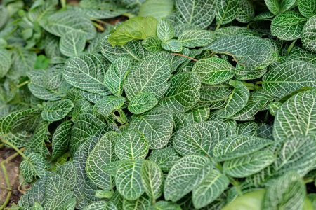 Zurich, Switzerland, May 22, 2023 White tiger plant or Fittonia Verschaffeltii at the botanical gardenの写真素材
