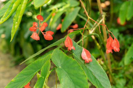 Zurich, Switzerland, May 22, 2023 Begonia Corallina plant at the botanical gardenの写真素材
