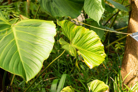 Zurich, Switzerland, May 22, 2023 Exotic and tropical plantations at the botanical gardenの写真素材