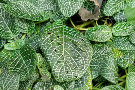 Zurich, Switzerland, May 22, 2023 White tiger plant or Fittonia Verschaffeltii at the botanical gardenの写真素材