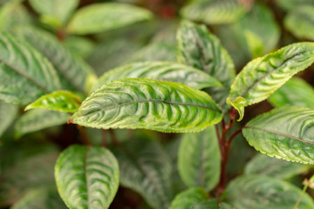 Zurich, Switzerland, May 22, 2023 Impatiens Hians plant at the botanical gardenの写真素材