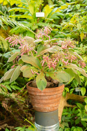 Zurich, Switzerland, May 22, 2023 Sinningia plant at the botanical gardenの写真素材