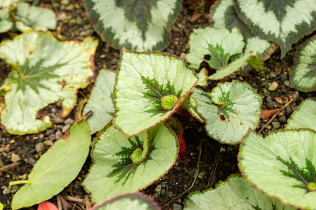 Zurich, Switzerland, May 22, 2023 Begonia Rex or King Begonia at the botanical gardenの写真素材