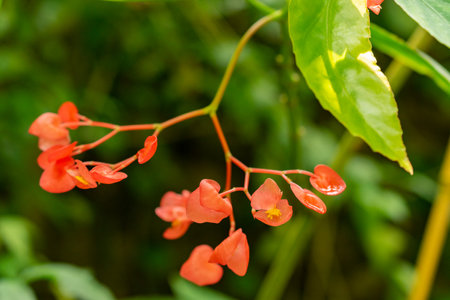 Zurich, Switzerland, May 22, 2023 Begonia Corallina plant at the botanical gardenの写真素材