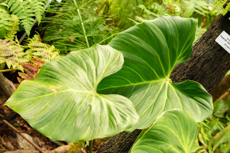 Zurich, Switzerland, May 22, 2023 Exotic and tropical plantations at the botanical gardenの写真素材