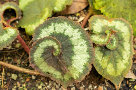 Zurich, Switzerland, May 22, 2023 Begonia Rex or King Begonia at the botanical gardenの写真素材