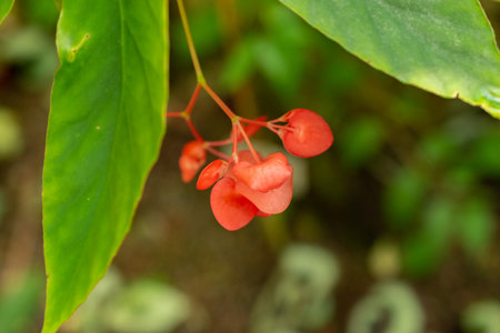 Zurich, Switzerland, May 22, 2023 Begonia Corallina plant at the botanical gardenの写真素材