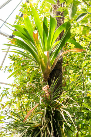 Zurich, Switzerland, May 22, 2023 Exotic and tropical plantations at the botanical gardenの写真素材