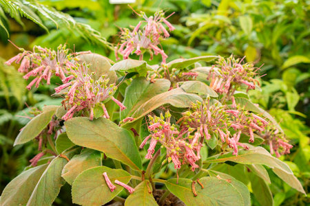 Zurich, Switzerland, May 22, 2023 Sinningia plant at the botanical gardenの写真素材