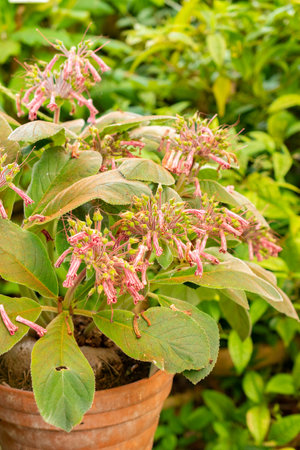 Zurich, Switzerland, May 22, 2023 Sinningia plant at the botanical gardenの写真素材