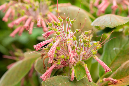 Zurich, Switzerland, May 22, 2023 Sinningia plant at the botanical gardenの写真素材