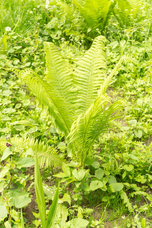 Zurich, Switzerland, May 9, 2023 Fresh growing fern leafs in a public parkの写真素材