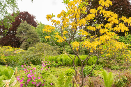 Zurich, Switzerland, May 9, 2023 Lovely yellow plants are growing in a public gardenの写真素材