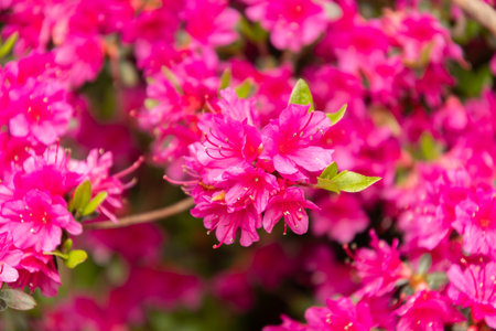 Zurich, Switzerland, May 9, 2023 Lovely pink plants are growing in a public gardenの写真素材