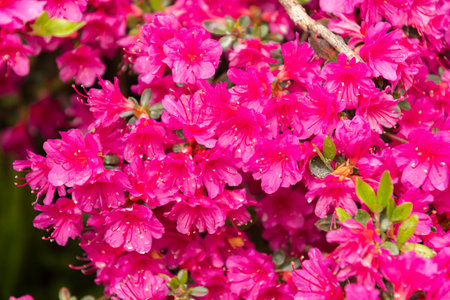 Zurich, Switzerland, May 9, 2023 Lovely pink plants are growing in a public gardenの写真素材