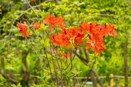 Zurich, Switzerland, May 9, 2023 Lovely red plants are growing in a public gardenの写真素材