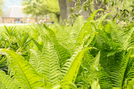 Zurich, Switzerland, May 9, 2023 Fresh growing fern leafs in a public parkの写真素材