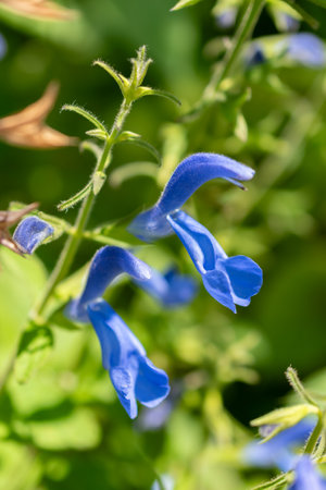 Zurich, Switzerland, July 14, 2023 Salvia Patens or gentian sage plant at the botanical gardenの写真素材
