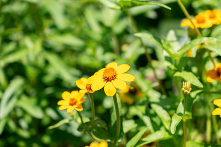 Zurich, Switzerland, July 14, 2023 Zinnia Elegans flower at the botanical gardenの写真素材