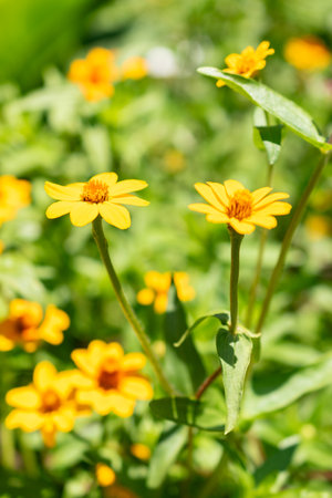 Zurich, Switzerland, July 14, 2023 Zinnia Elegans flower at the botanical gardenの写真素材