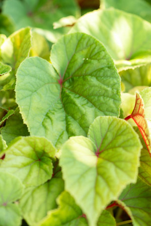 Zurich, Switzerland, July 14, 2023 Begonia Grandis or hardy begonia plant at the botanical garden