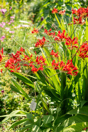 Zurich, Switzerland, July 14, 2023 Crocosmia Lucifer flower at the botanical gardenの写真素材