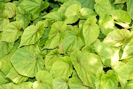 Zurich, Switzerland, July 14, 2023 Begonia Grandis or hardy begonia plant at the botanical gardenの写真素材