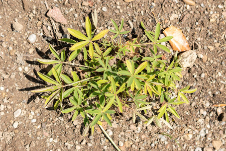 Zurich, Switzerland, July 14, 2023 Potentilla Alba or white cinquefoil plant at the botanical gardenの写真素材