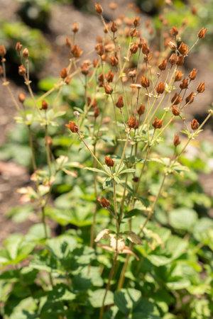 Zurich, Switzerland, July 14, 2023 Potentilla Dombeyi plant at the botanical gardenの写真素材