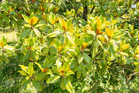 Zurich, Switzerland, July 14, 2023 Magnolia Grandiflora or bull bay plant at the botanical gardenの写真素材
