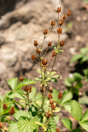 Zurich, Switzerland, July 14, 2023 Potentilla Dombeyi plant at the botanical gardenの写真素材